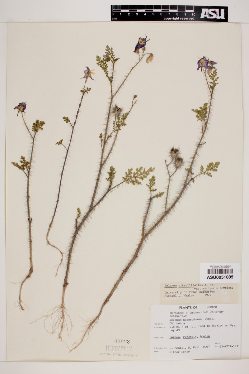 Solanum citrullifolium var. setigerum photo 2