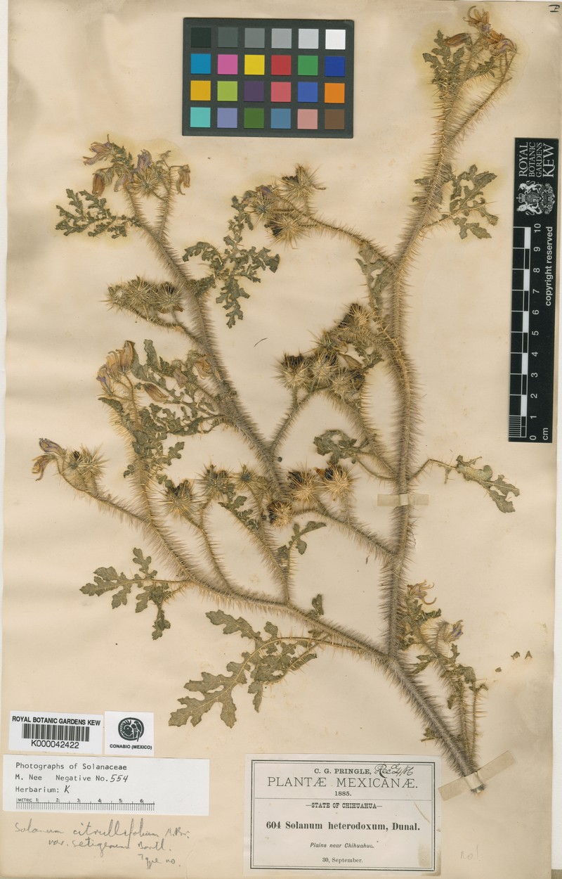 Solanum citrullifolium var. setigerum photo 3