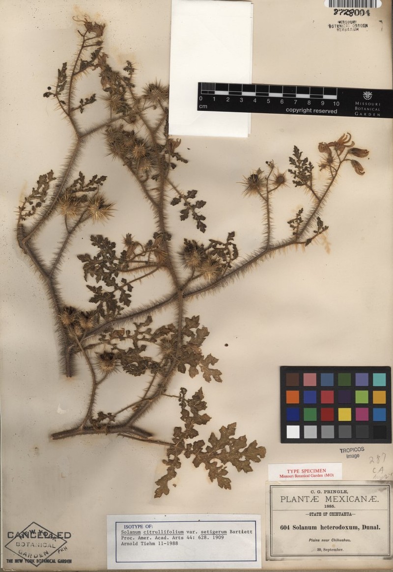 Solanum citrullifolium var. setigerum photo 4