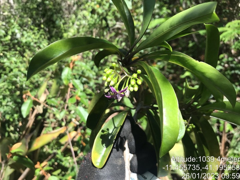 Solanum confertiflorum photo 2