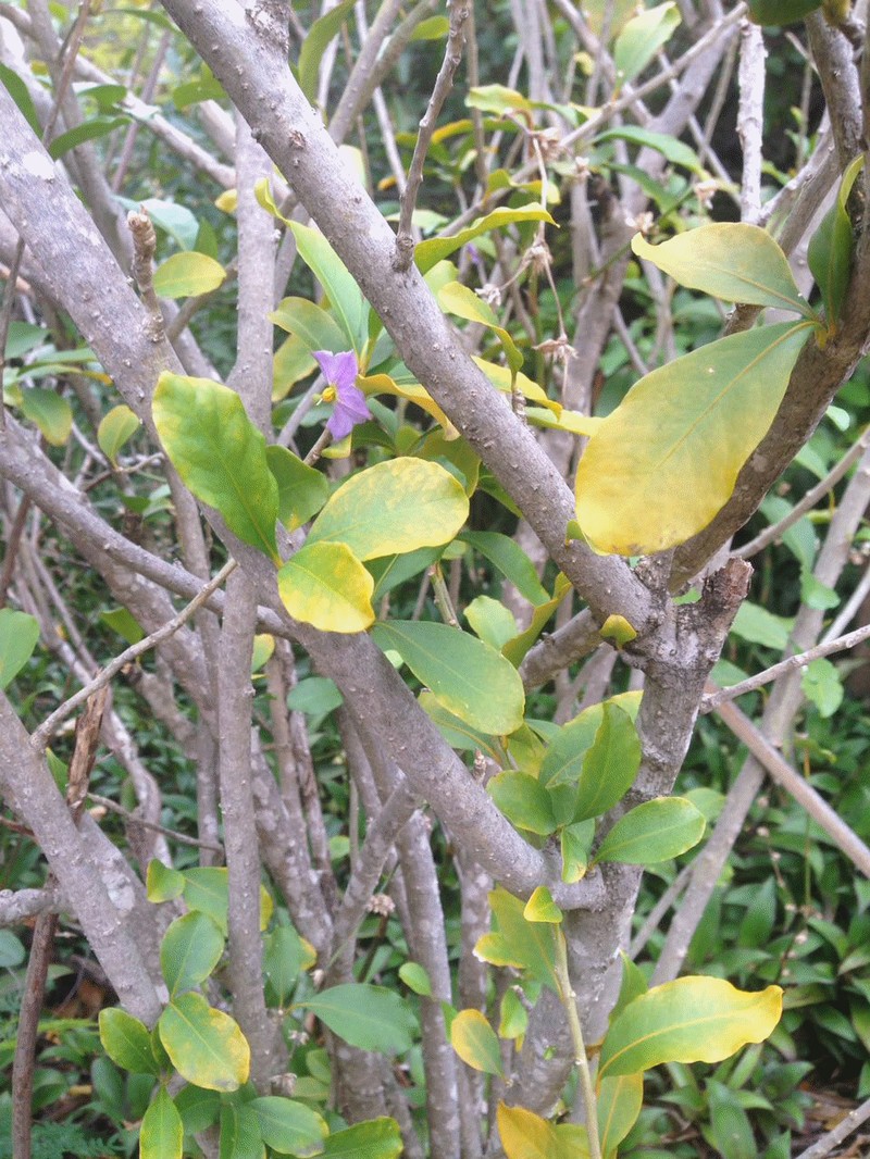 Marron Bacoba photo 4
