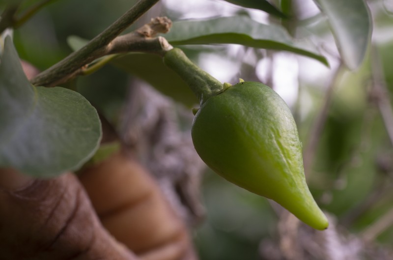 Marron Bacoba photo 5