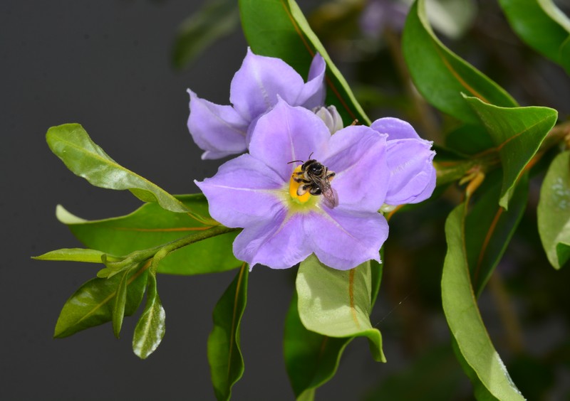 Marron Bacoba photo 6