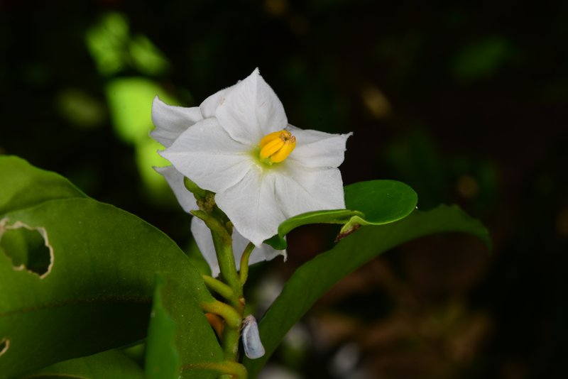 Marron Bacoba photo 7