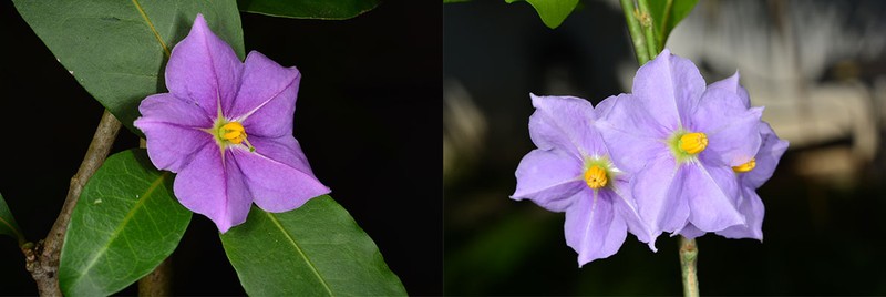 Marron Bacoba photo 2