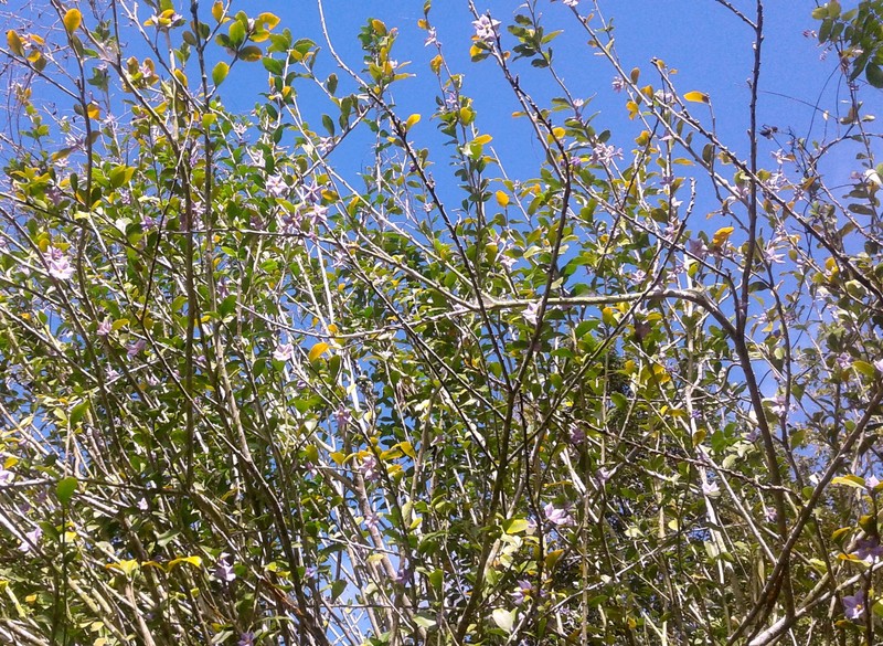 Marron Bacoba photo 3