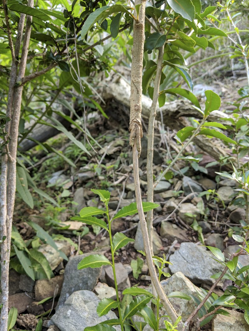 Marron Bacoba photo 8