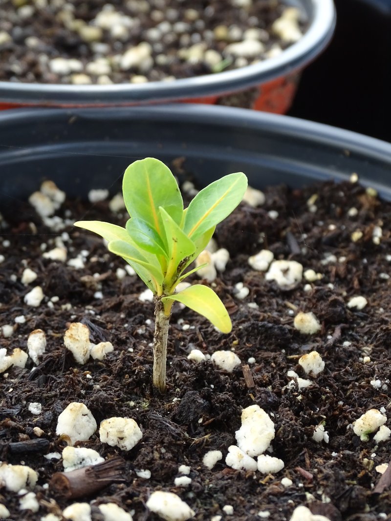 Marron Bacoba photo 9