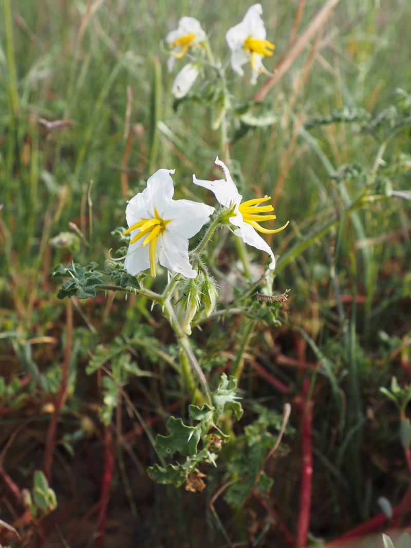 Solanum cordicitum