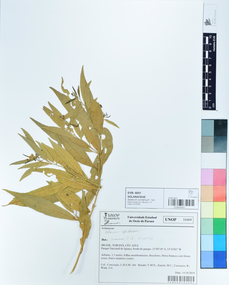 Solanum cylindricum