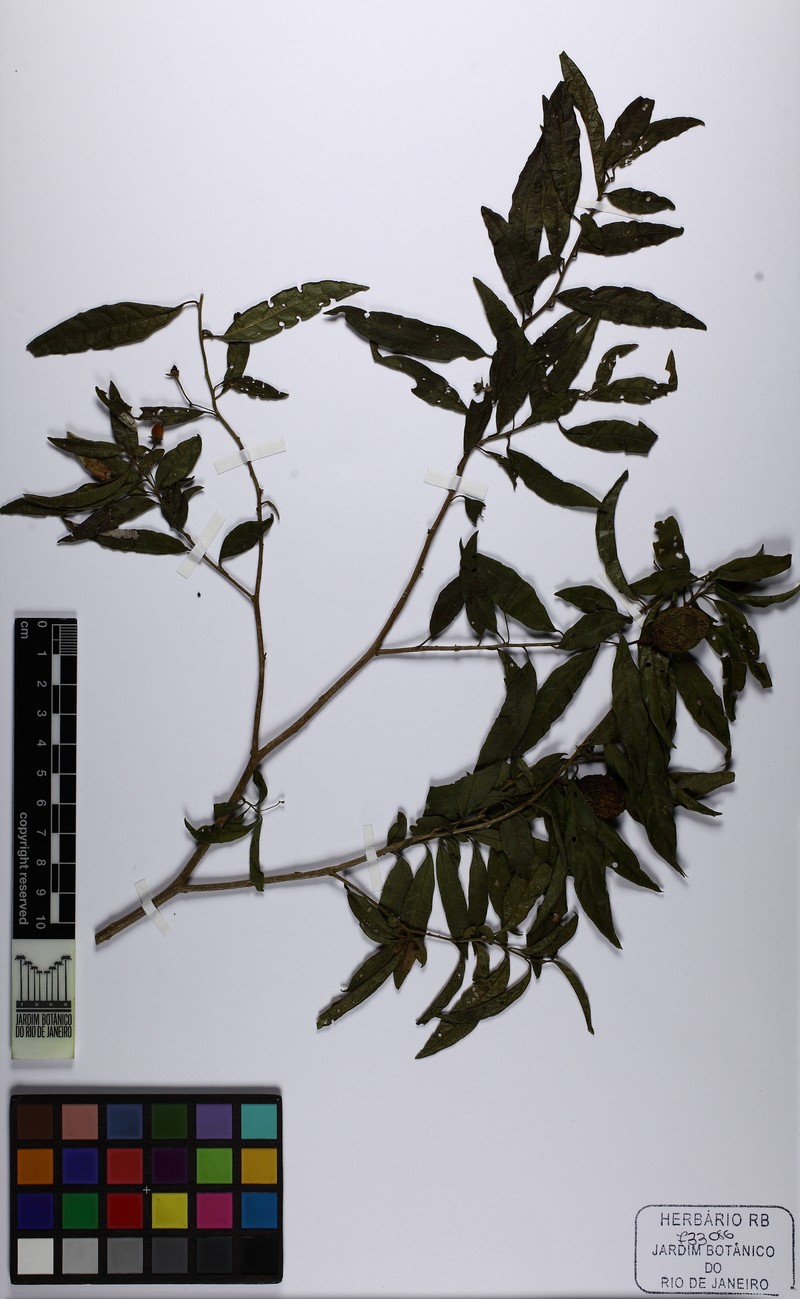 Solanum cylindricum photo 2