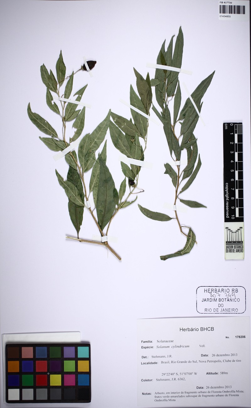 Solanum cylindricum photo 3