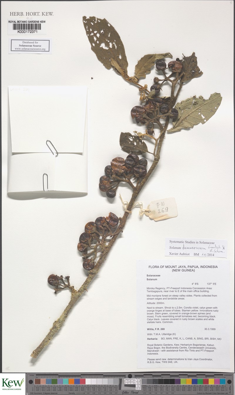 Solanum dammerianum