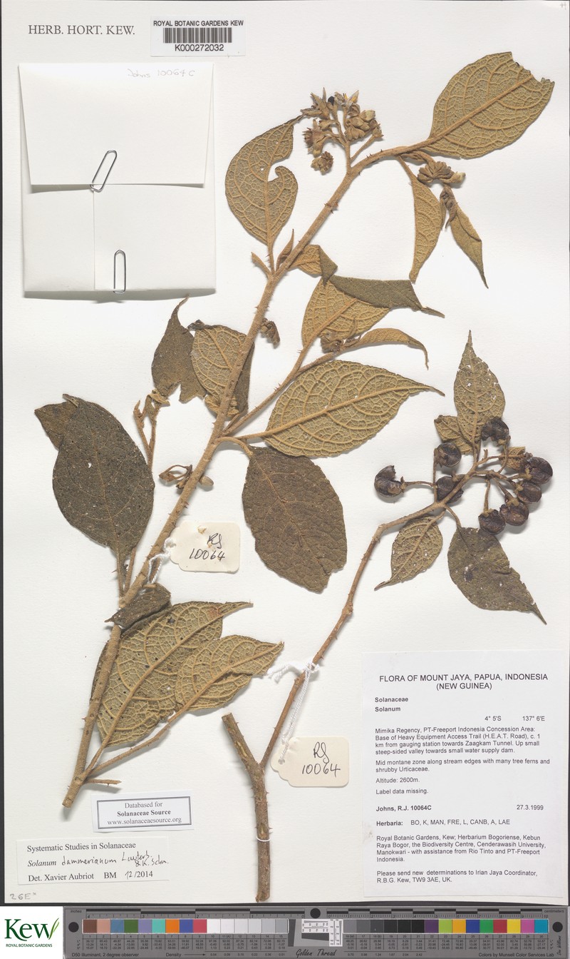 Solanum dammerianum photo 2