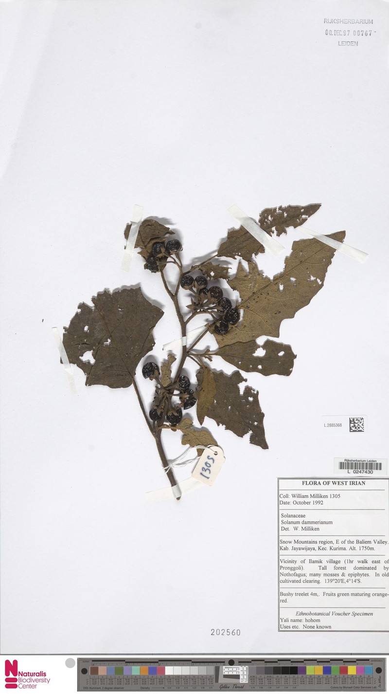 Solanum dammerianum photo 4