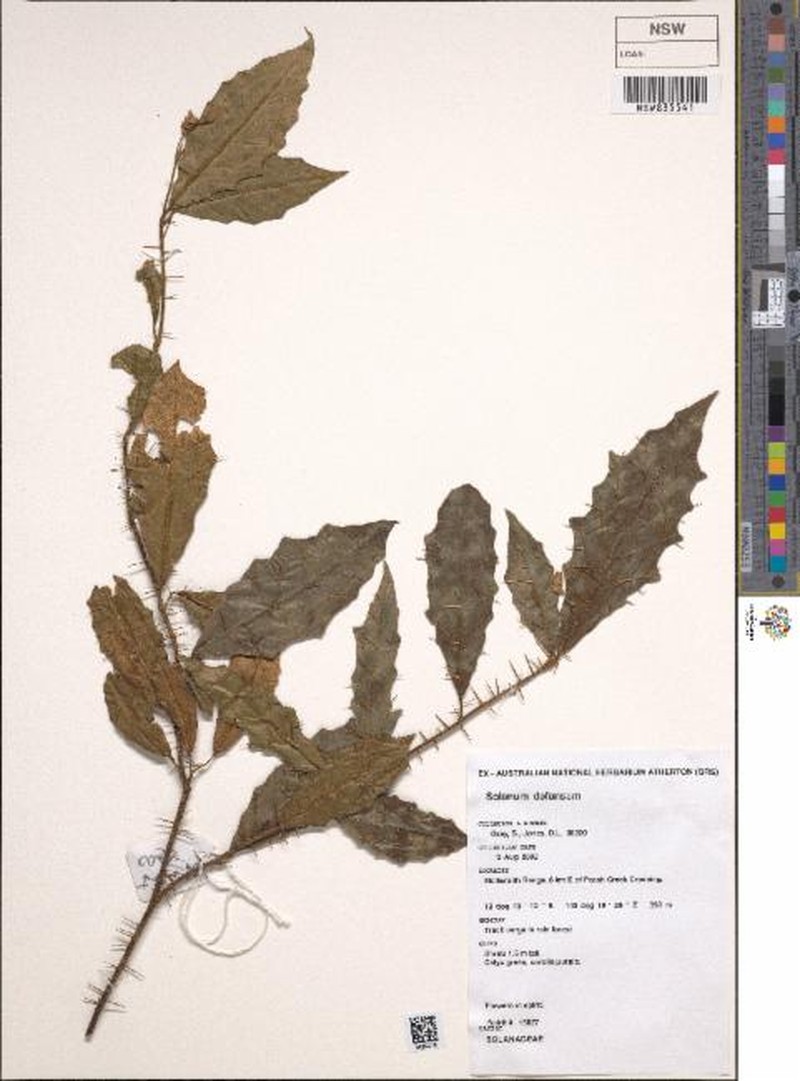 Solanum defensum photo 3