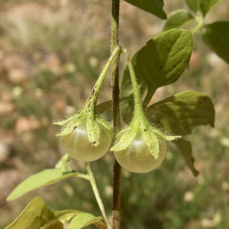 Solanum deflexum