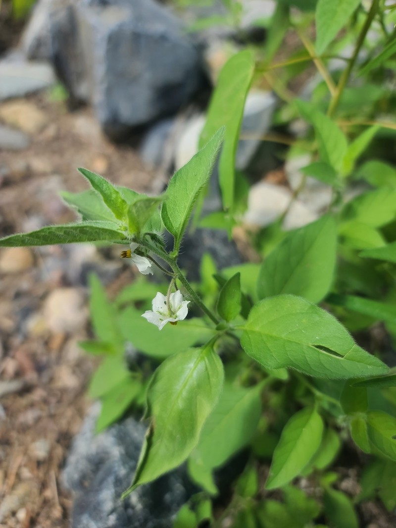Solanum deflexum photo 2