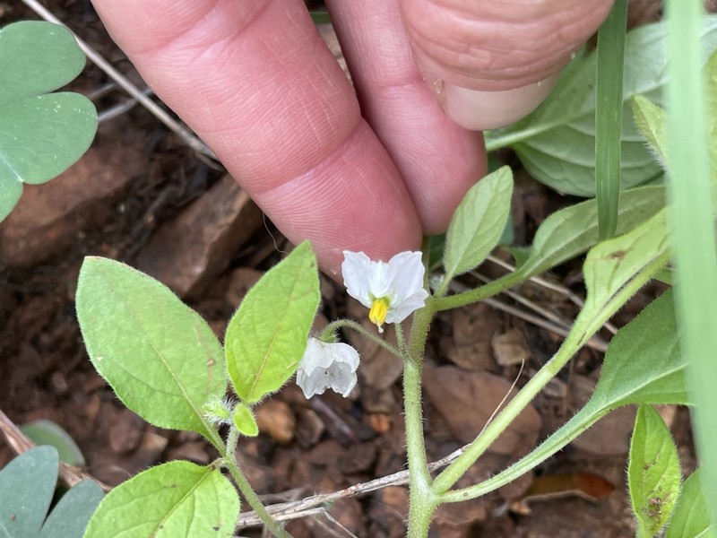 Solanum deflexum photo 3