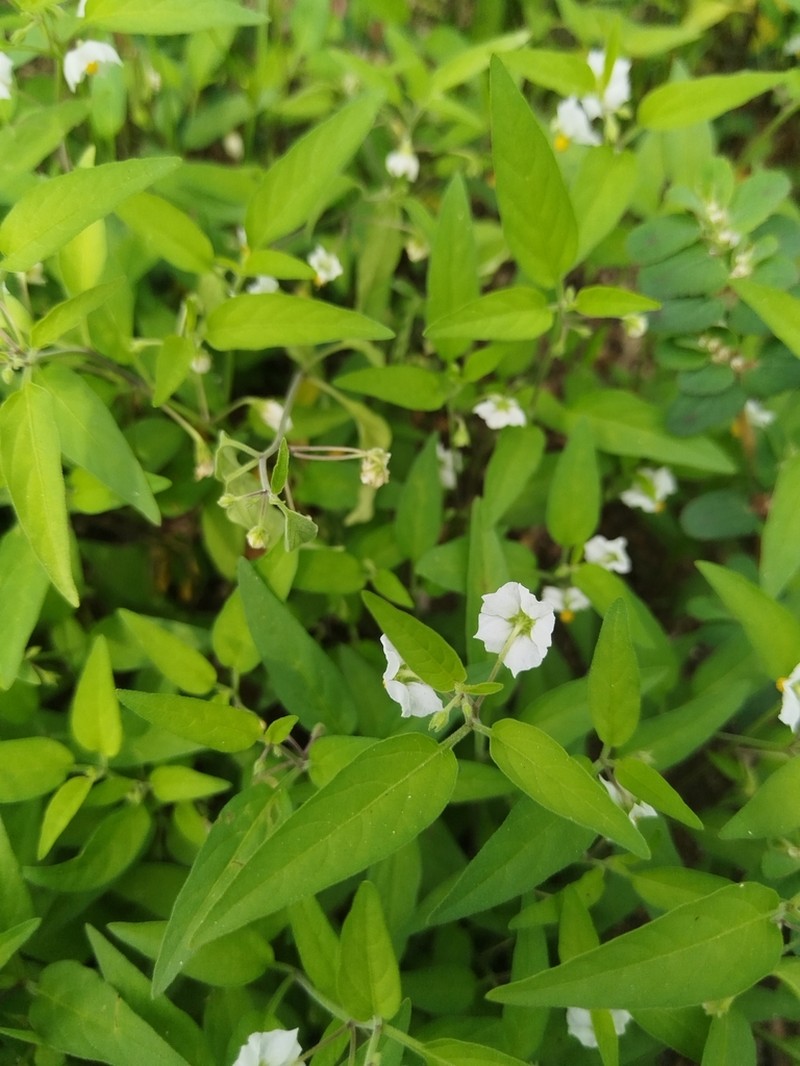 Solanum deflexum photo 4
