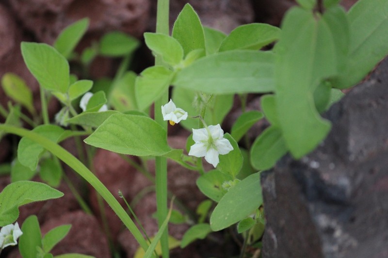 Solanum deflexum photo 5