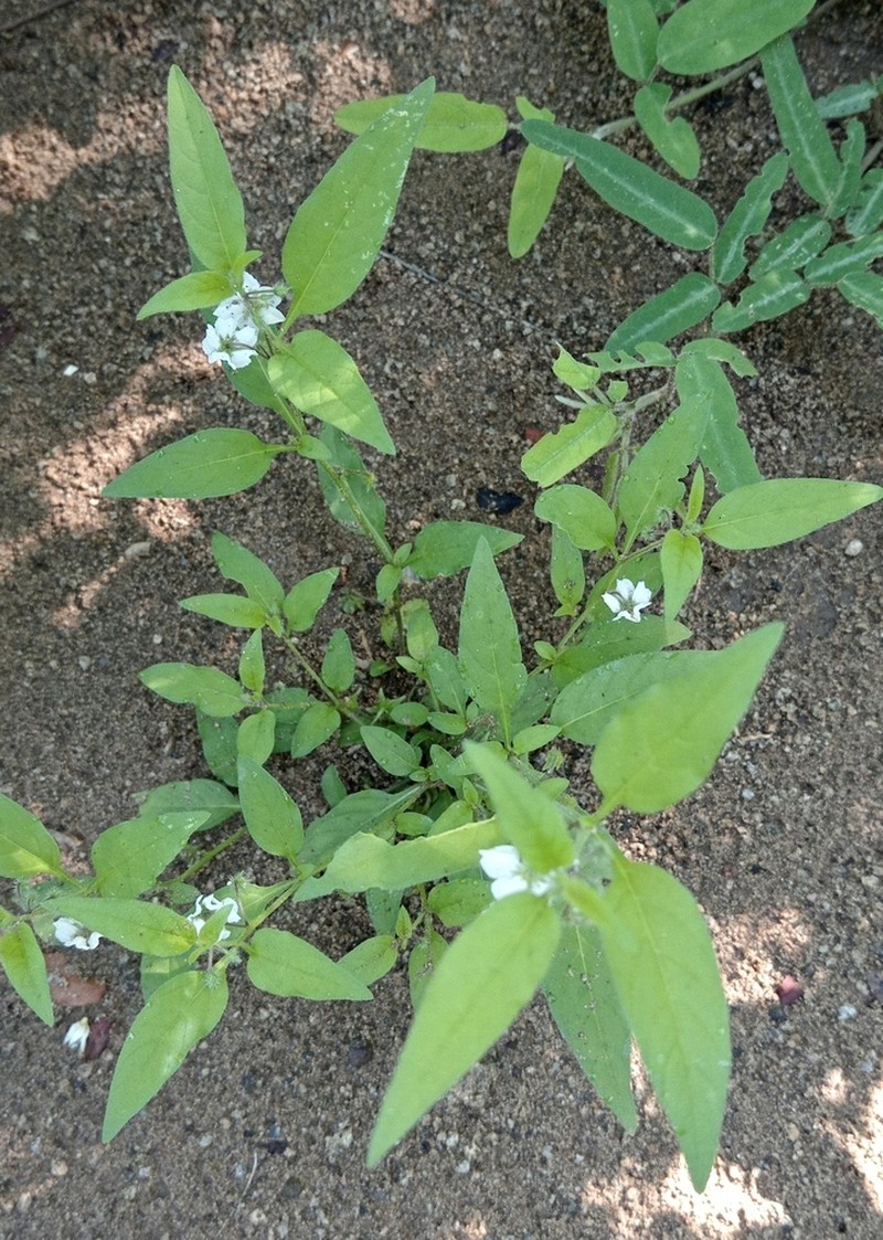 Solanum deflexum photo 6