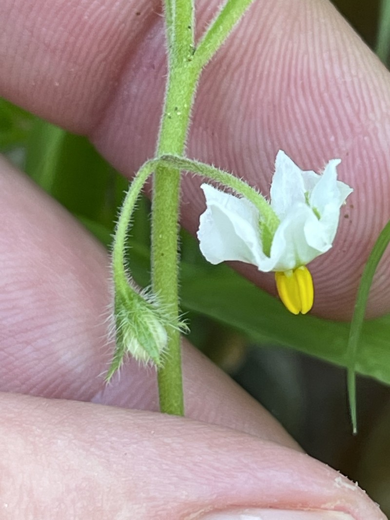 Solanum deflexum photo 7
