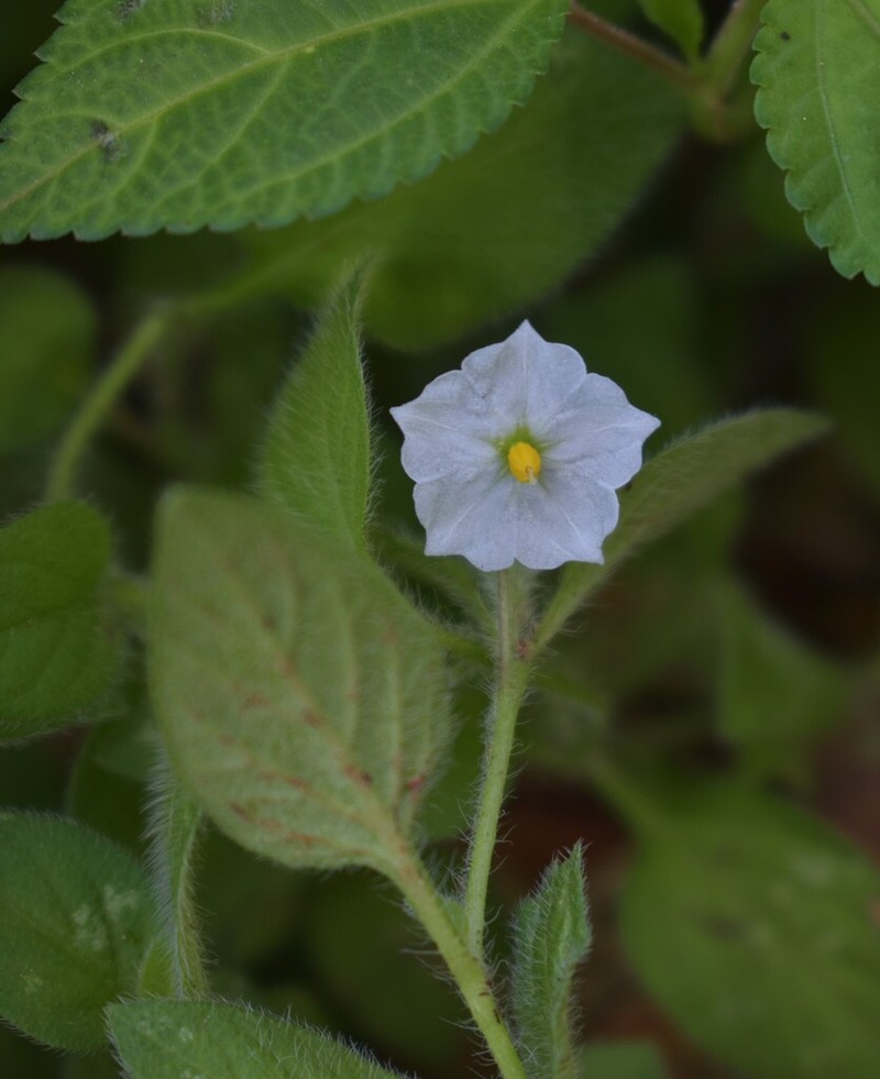 Solanum deflexum photo 8