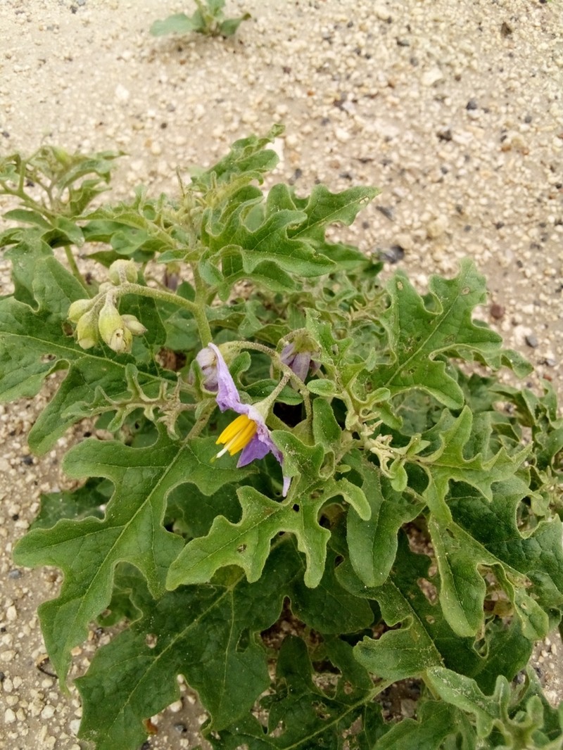 Western Horsenettle photo 3