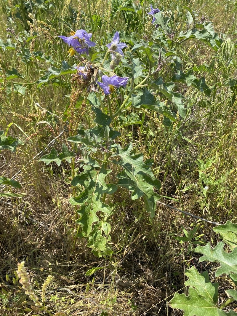 Western Horsenettle photo 6