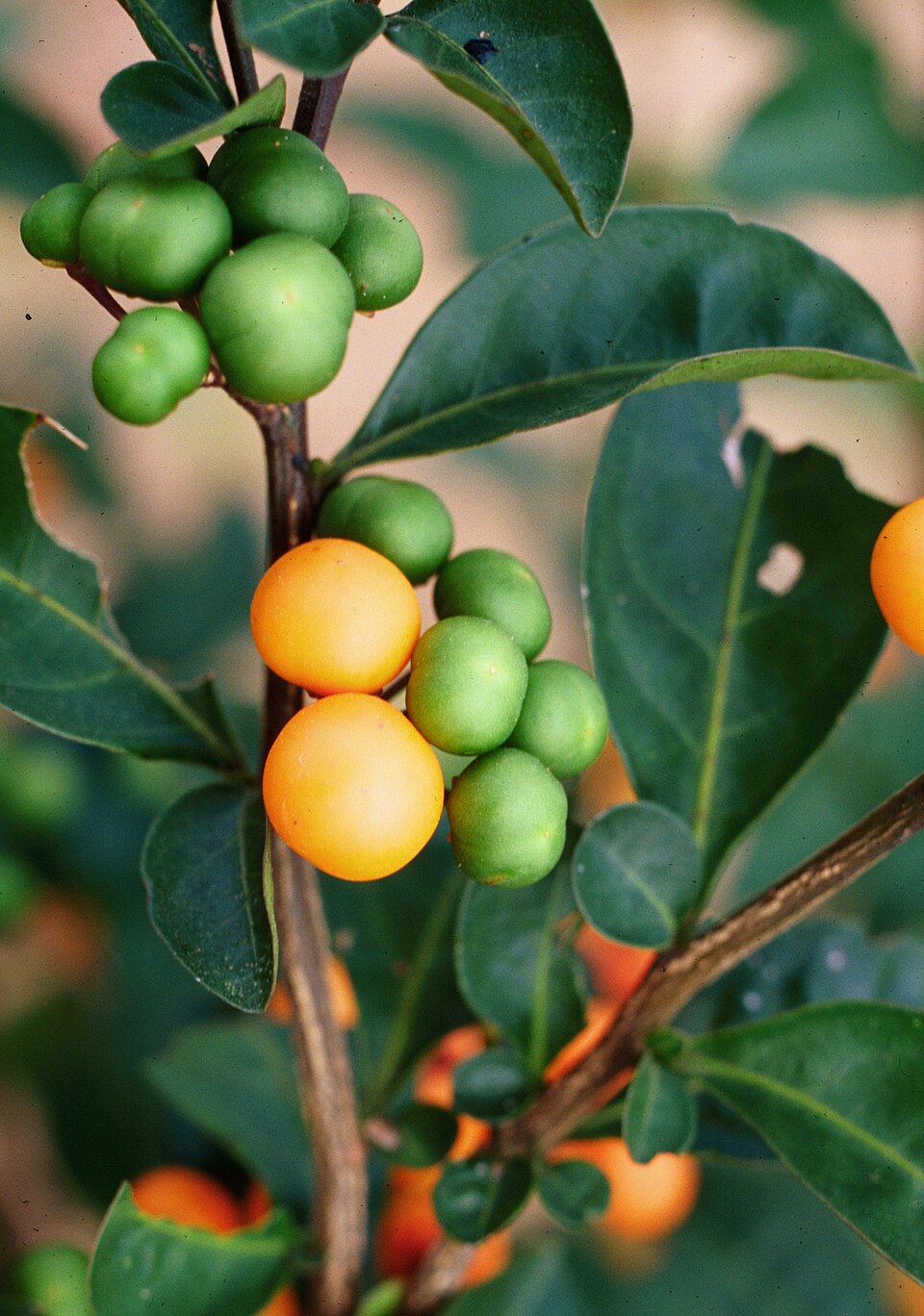 Twoleaf Nightshade photo 6