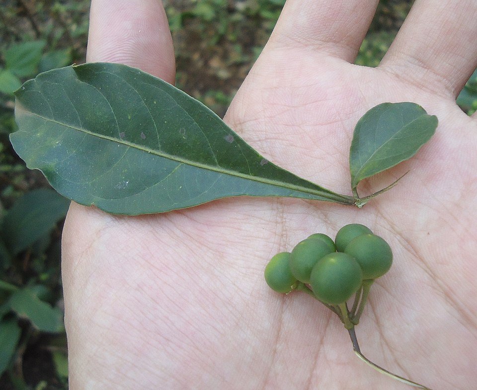 Twoleaf Nightshade photo 7
