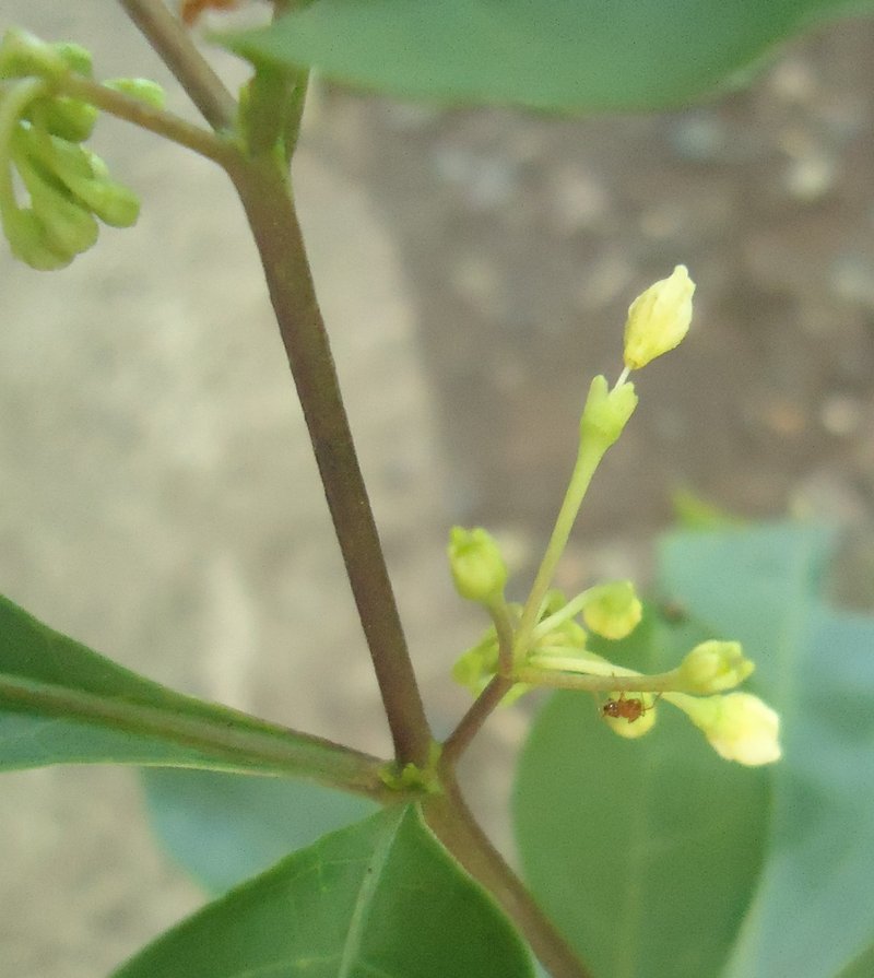 Twoleaf Nightshade photo 8
