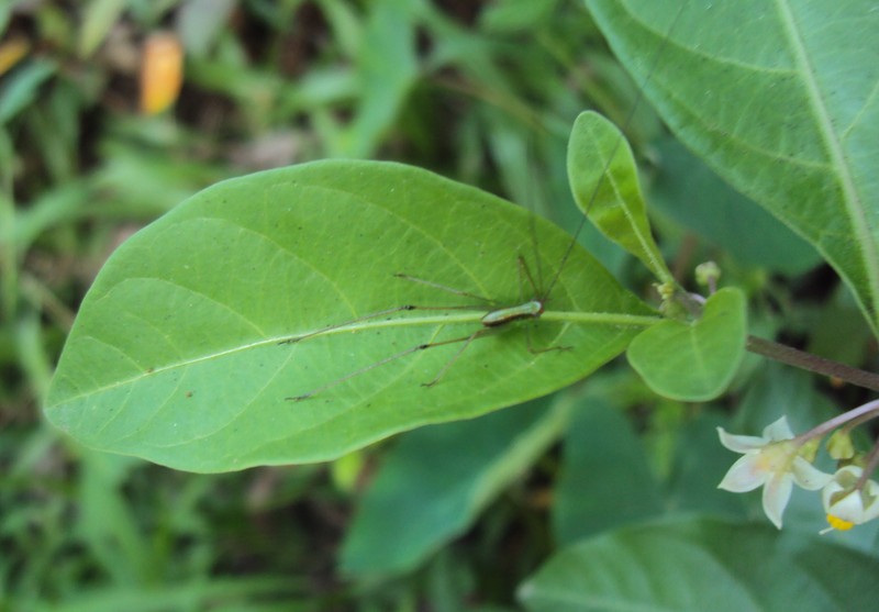 Twoleaf Nightshade photo 2