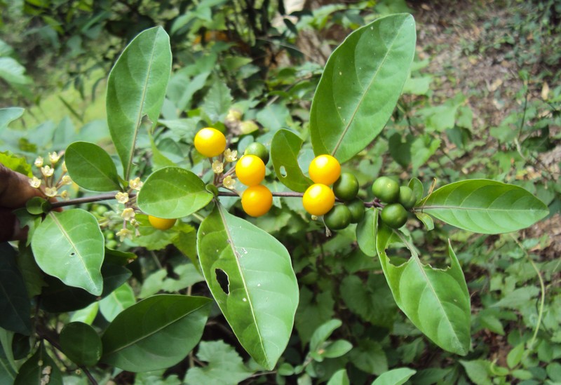 Twoleaf Nightshade photo 3
