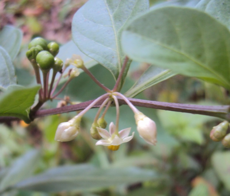 Twoleaf Nightshade photo 4