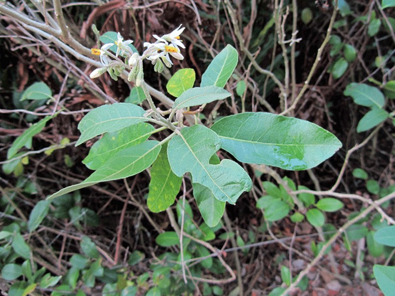 Mullein Nightshade photo 2