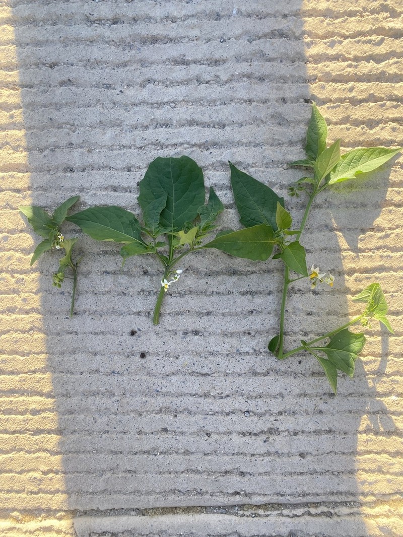 Greenspot Nightshade photo 3