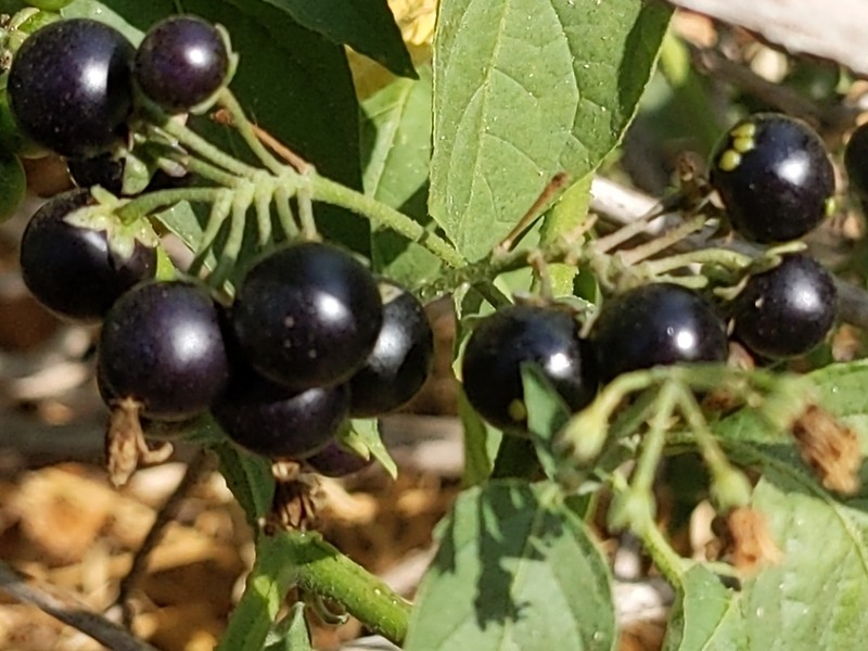 Greenspot Nightshade photo 4
