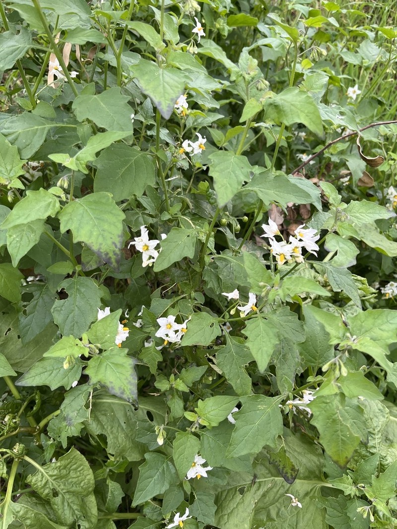 Greenspot Nightshade photo 5