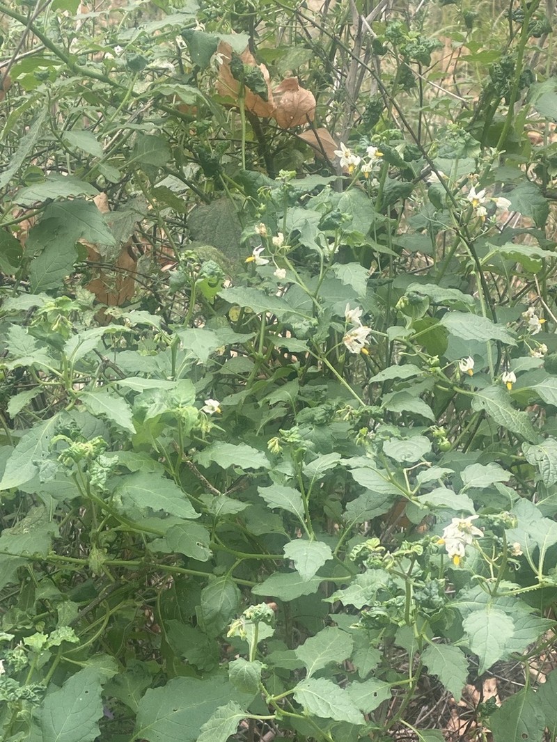 Greenspot Nightshade photo 7