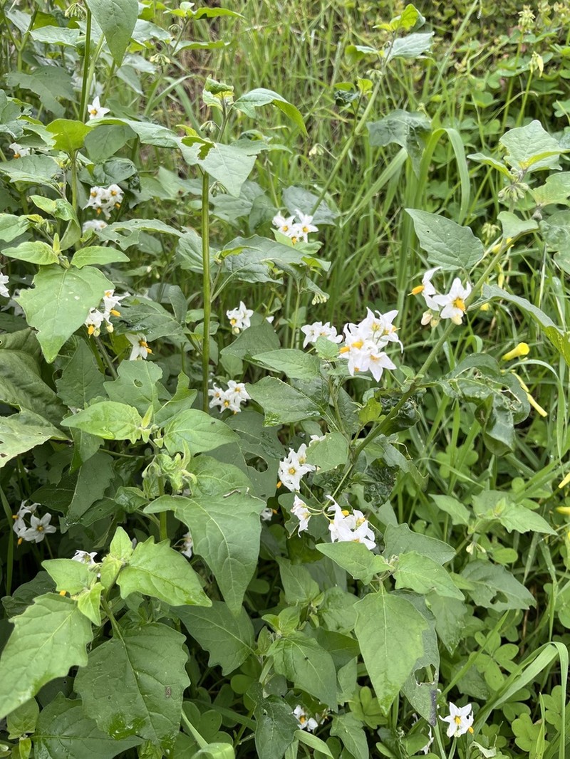 Greenspot Nightshade photo 8