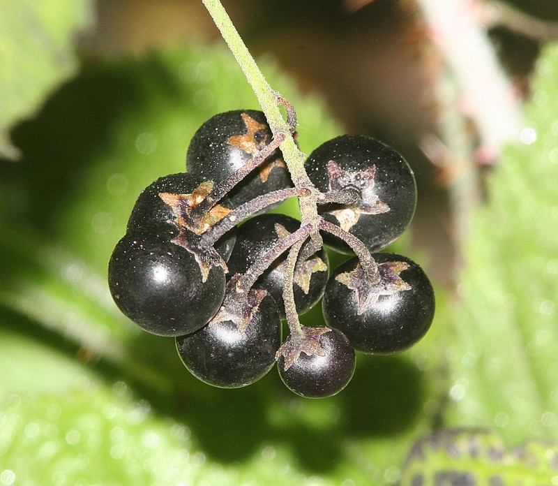 Greenspot Nightshade photo 2