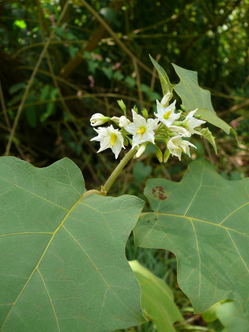 Greenspot Nightshade photo 3