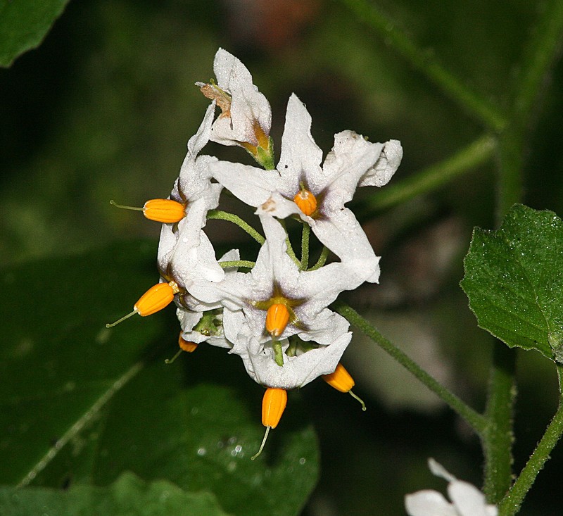 Greenspot Nightshade photo 4