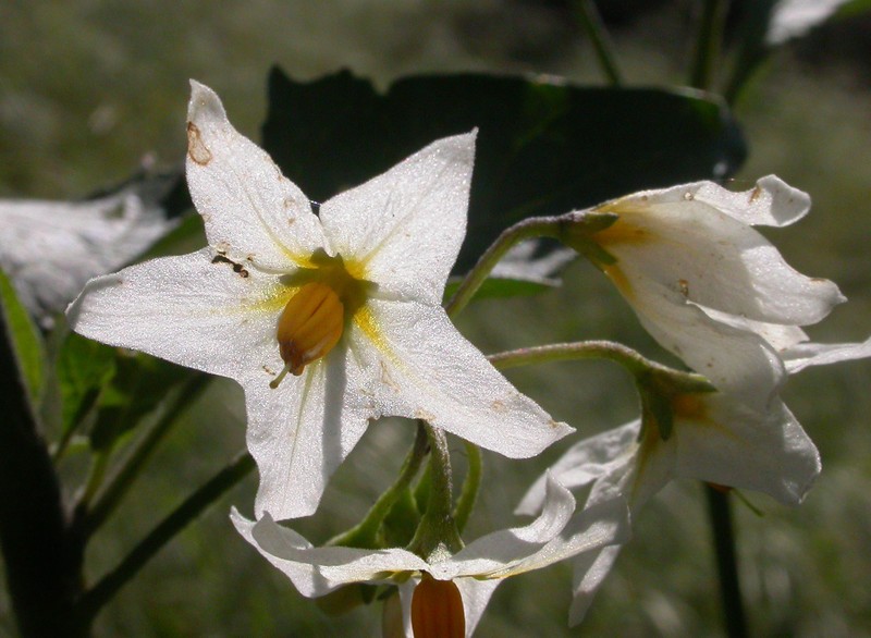 Greenspot Nightshade photo 5