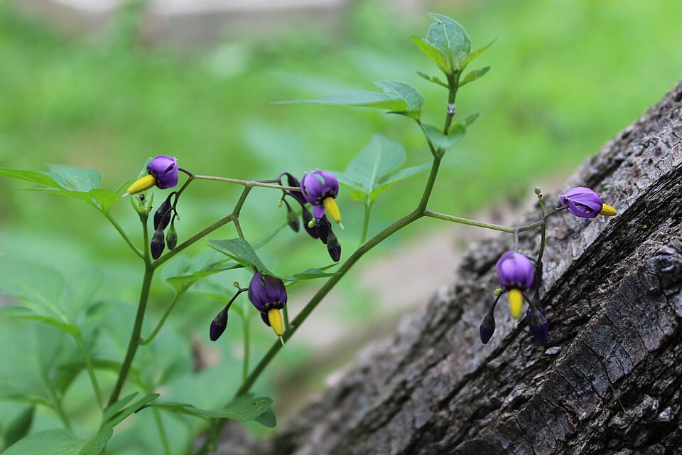 Climbing Nightshade photo 3