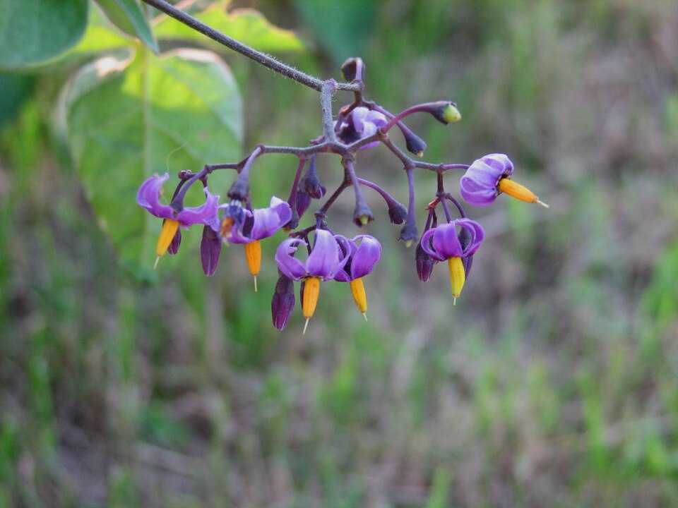 Climbing Nightshade photo 4