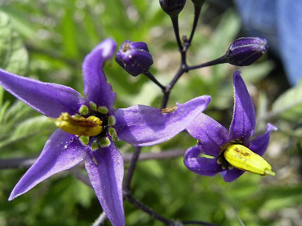 Climbing Nightshade photo 5