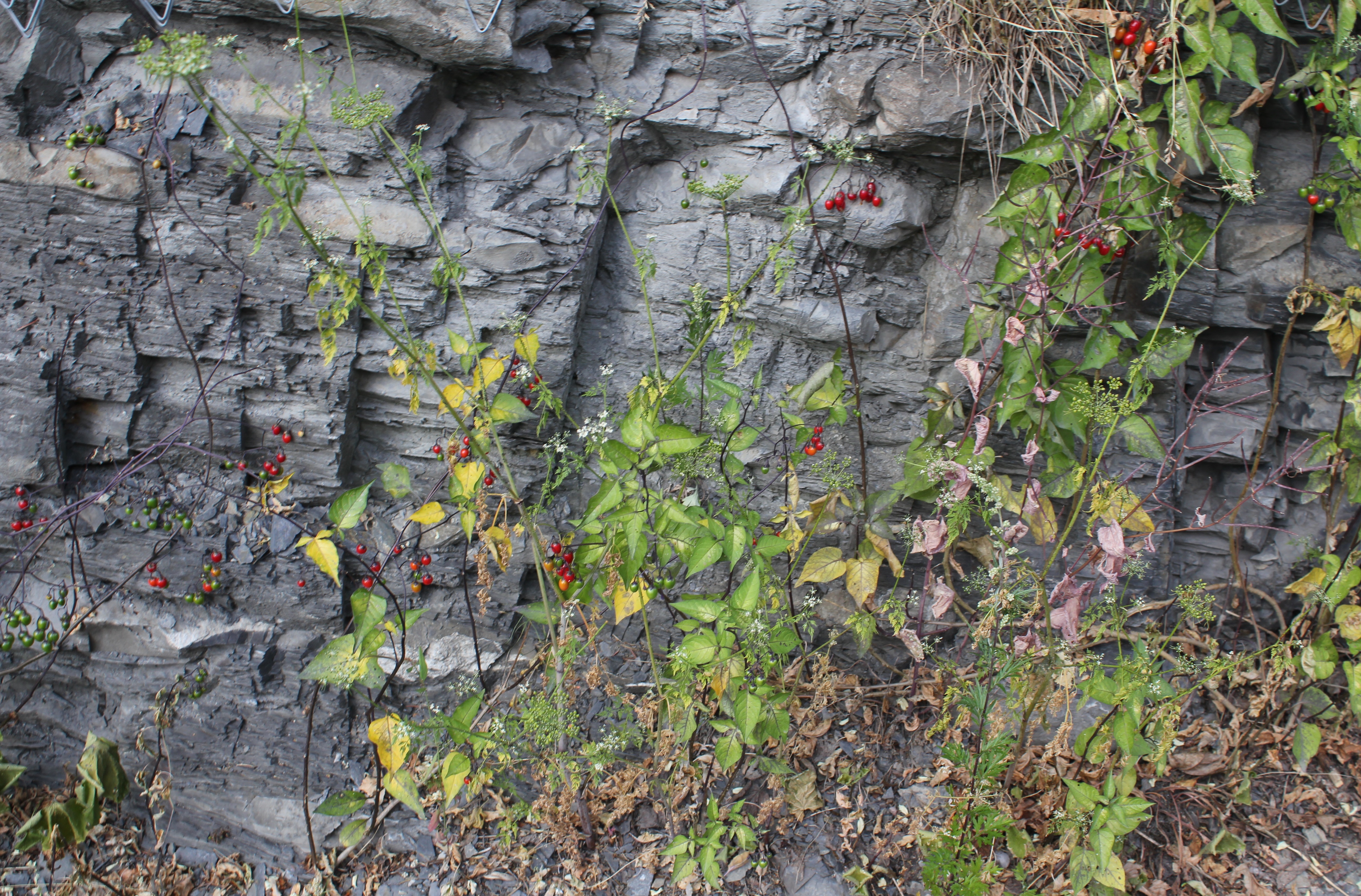 Climbing Nightshade photo 6